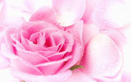 Pink Rose Petals