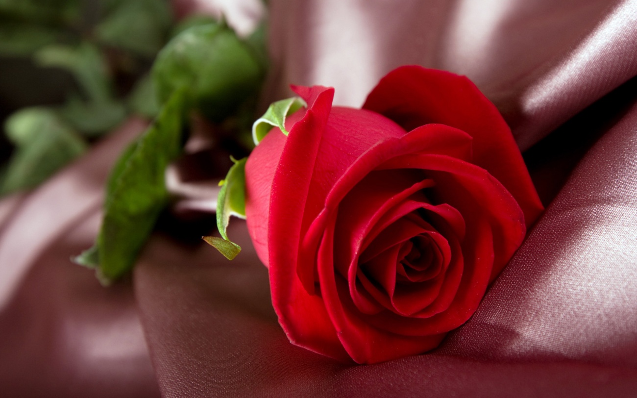 photos_صور_زهور_اجمل_صور_الزهور_y