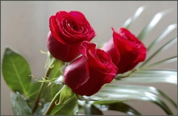 صور_زهور_اجمل_صور_الزهور_