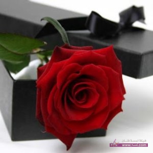 almastba.com_1389664387_774