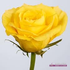 الجوري-الاصفر-15