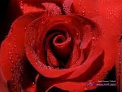 الورد-الجوري-20