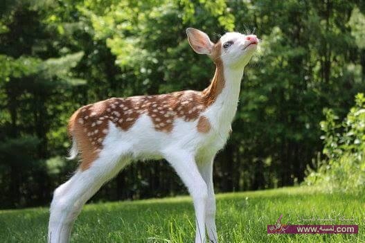 صور غزال روعه 1511232 651016184998618 3460661283562954619 n صور غزال روعه