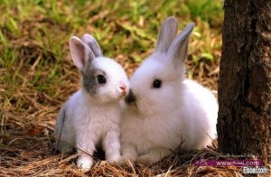 ff1725d78ebc4cfd82561606cac043fa