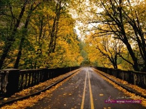 landscapes_nature_trees_autumn_1024x768_wallpaperhi.com