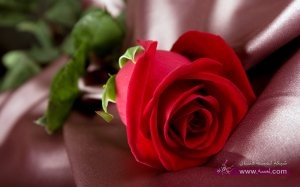 photos_صور_زهور_اجمل_صور_الزهور_y (1)