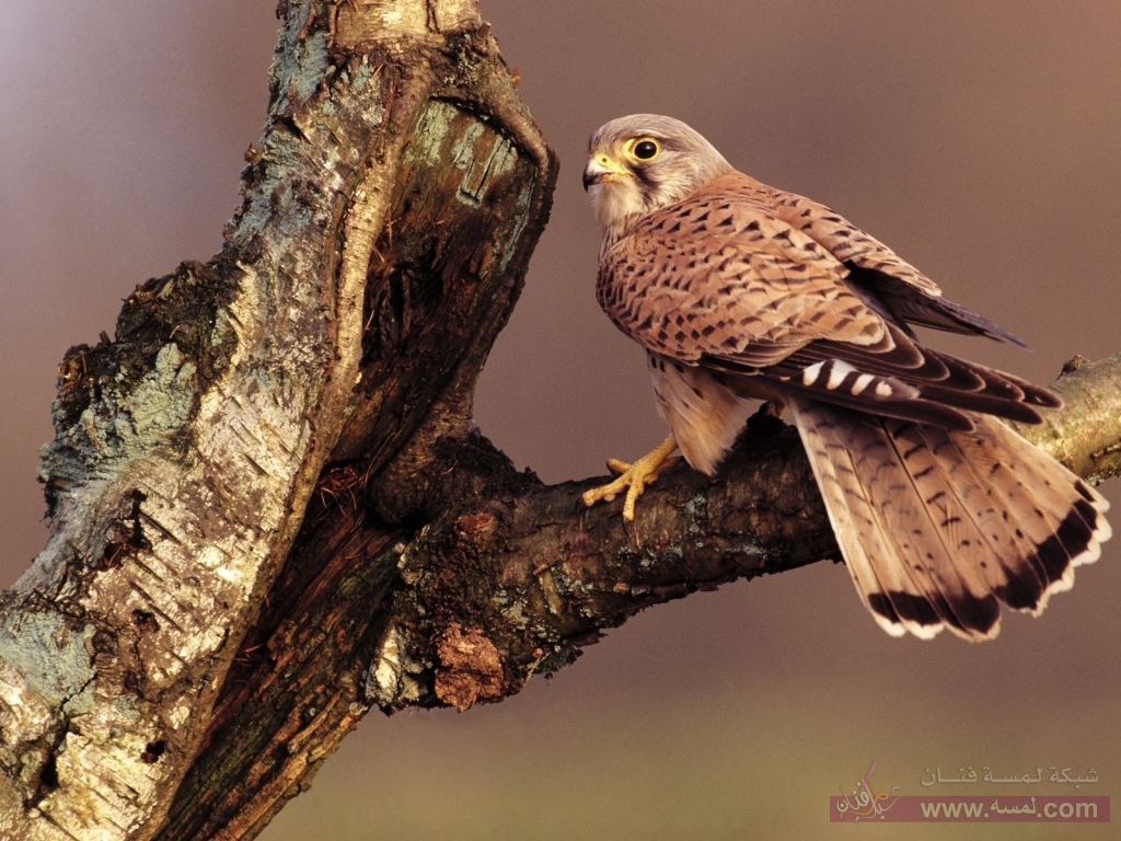 اجدد صور طيور 2016 روعه birds animals falcon bird Wallpaper 1024x768 www.wallpaperswa.com اجدد صور طيور 2016 روعه