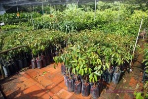 plant-nursery-mekong-delta