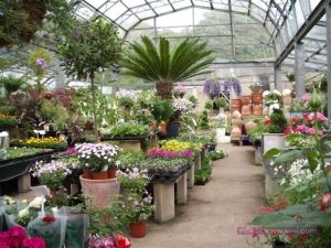 pothousehamlethorsfieldsnursery1_small