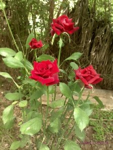 7hob.com13635633126513