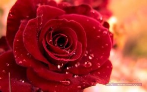 Beautiful-Red-Roses-roses-34610969-1920-1200