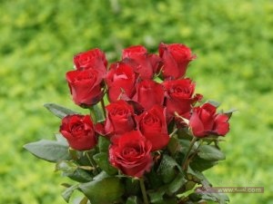 rose bouquet wallpaper