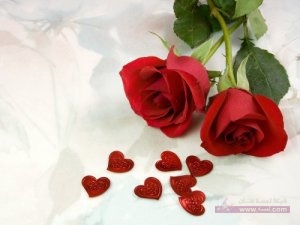 Beautiful_red_rose_wallpaper2