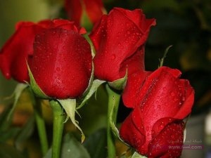 Unseen-Beautiful-Red-Roses