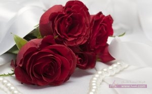 free-romantic-valentine-039-s-day-red-rose-picture-wallpaper_1440x900_89837