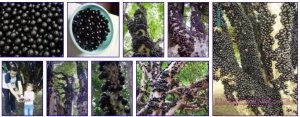 jabuticaba1