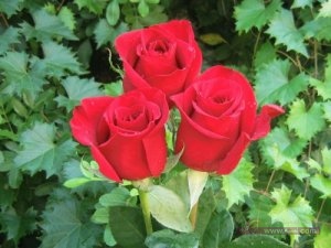 roses_bouquet_3506