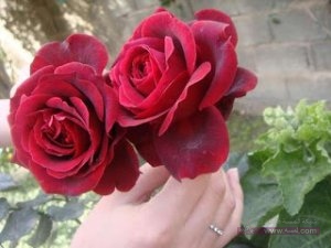 صورة_صور_حب_صور_رومانسية_جديدة_d