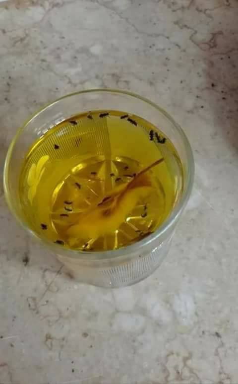 فكره بسيطه للقضاء على النامس و الحشرات في الصيف 18056663 1449266148480964 2442607997530263462 n 1 فكره بسيطه للقضاء على النامس و الحشرات في الصيف