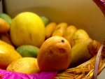 الطريقة الأسرع لـ انضاج ثمار المانجو الطريقة الأسرع لـ انضاج ثمار المانجو