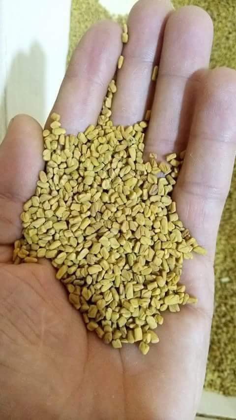 فوائد الحلبة لبياض البشرة و صحتها 41099664 158077348409344 2863398840193515520 n فوائد الحلبة لبياض البشرة و صحتها