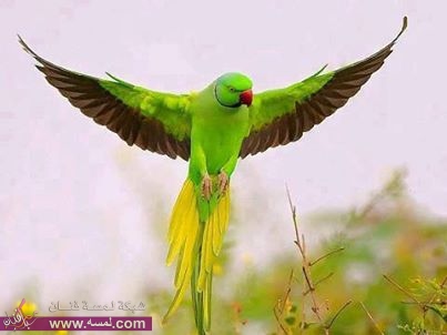 264426_161799233991334_464956859_n