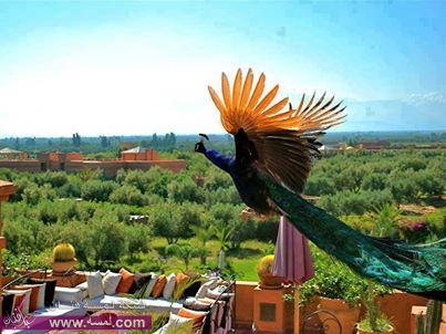 481617_161799120658012_2078289960_n