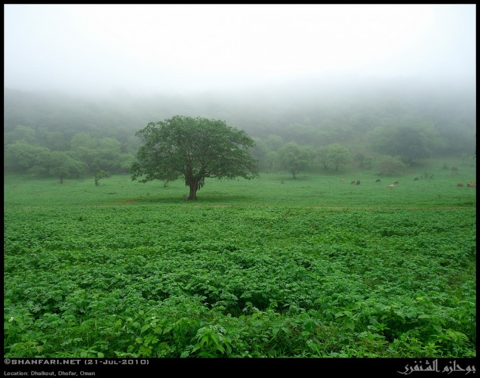 اروع الاماكن في صلاله و خريفها الطبيعي اماكن سياحيه في صلاله 4820283504 35b8cf6679 b 700x551 اروع الاماكن في صلاله و خريفها الطبيعي اماكن سياحيه في صلاله