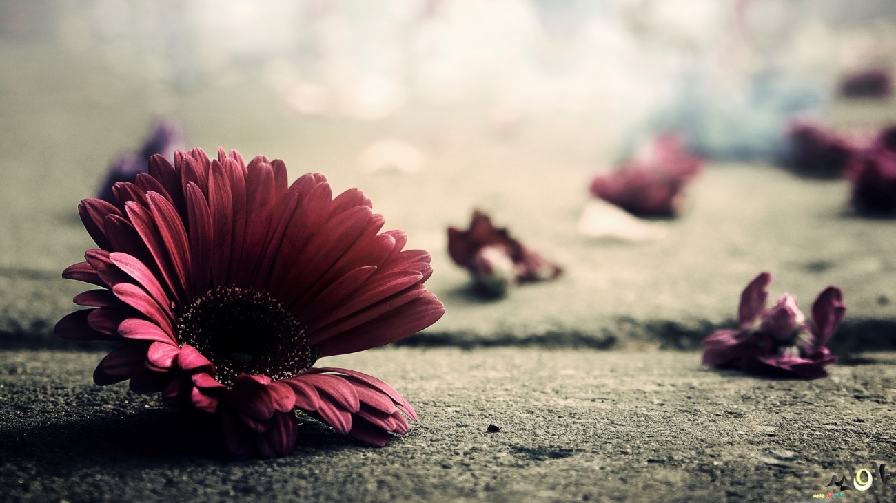 خلفيات للكمبيوتر مناظر طبيعية , اجمل الخلفيات لسطح المكتب 2014 و خلفيات