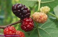 فوائد ورق التوت للتخسيس و للتنحيف للشعر فوائد ورق التوت للتخسيس و للتنحيف للشعر