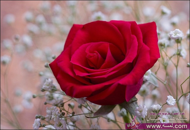 fragrant_red_rose_thumb