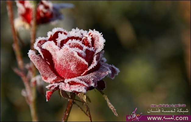 frozen_rose_thumb