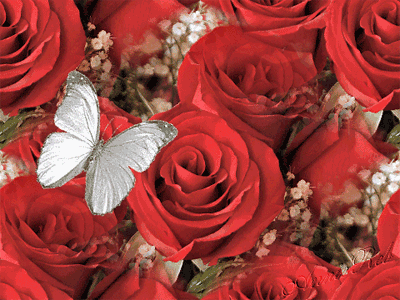 صور ورود حمراء رائعة الجمال ورود ساحره خلابة باللون الاحمر النارى