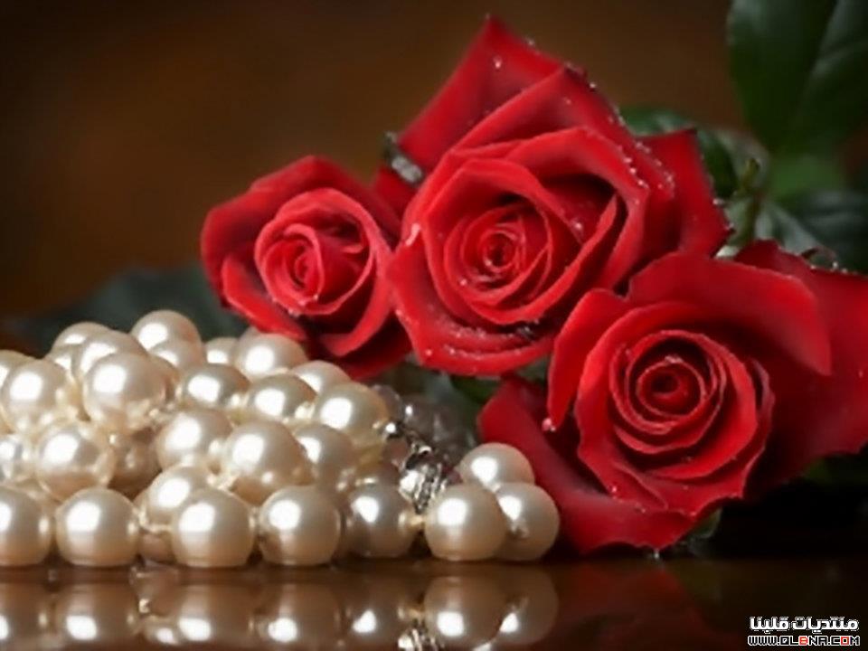صور ورد احمر جميل 2014 , كشخه ورود حمراء روعة 2014 , اجمل الورد
