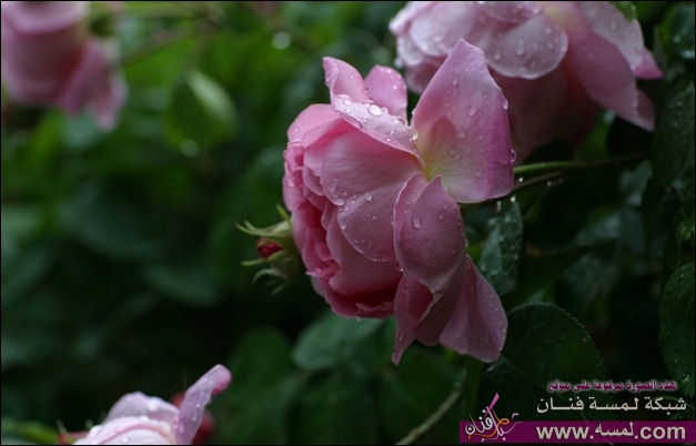 ws_leopard_roses_thumb
